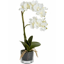 Load image into Gallery viewer, HARMONY WHITE POTTED ORCHIDS