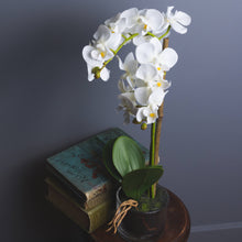 Load image into Gallery viewer, HARMONY WHITE POTTED ORCHIDS
