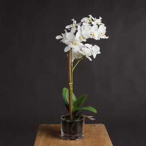 HARMONY WHITE POTTED ORCHIDS