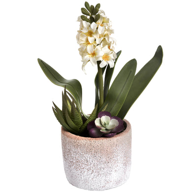 POTTED WHITE HYACINTH