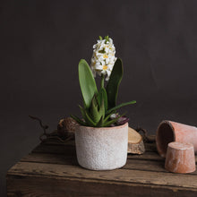 Load image into Gallery viewer, POTTED WHITE HYACINTH