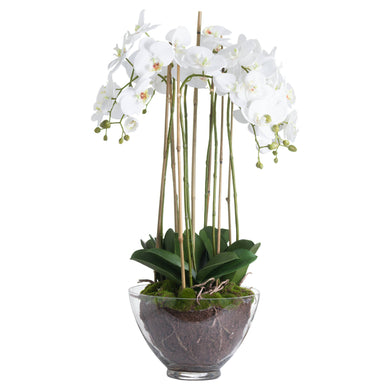 LARGE WHITE ORCHID IN A GLASS BOWL