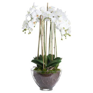 LARGE WHITE ORCHID IN A GLASS BOWL