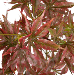 FAUX CHESTNUT BROWN JAPANESE MAPLE TREE