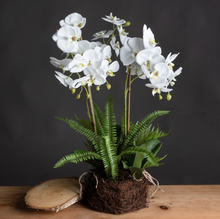 Load image into Gallery viewer, LARGE WHITE ORCHID AND FERN DISPLAY