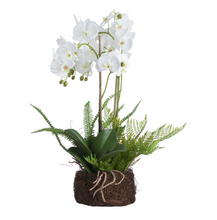 Load image into Gallery viewer, LARGE WHITE ORCHID AND FERN DISPLAY