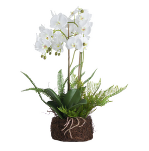 LARGE WHITE ORCHID AND FERN DISPLAY