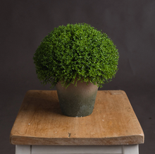 Load image into Gallery viewer, HEBE BOXWOOD GLOBE IN POT