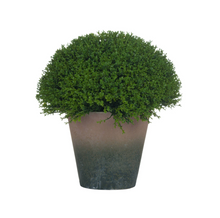 Load image into Gallery viewer, HEBE BOXWOOD GLOBE IN POT